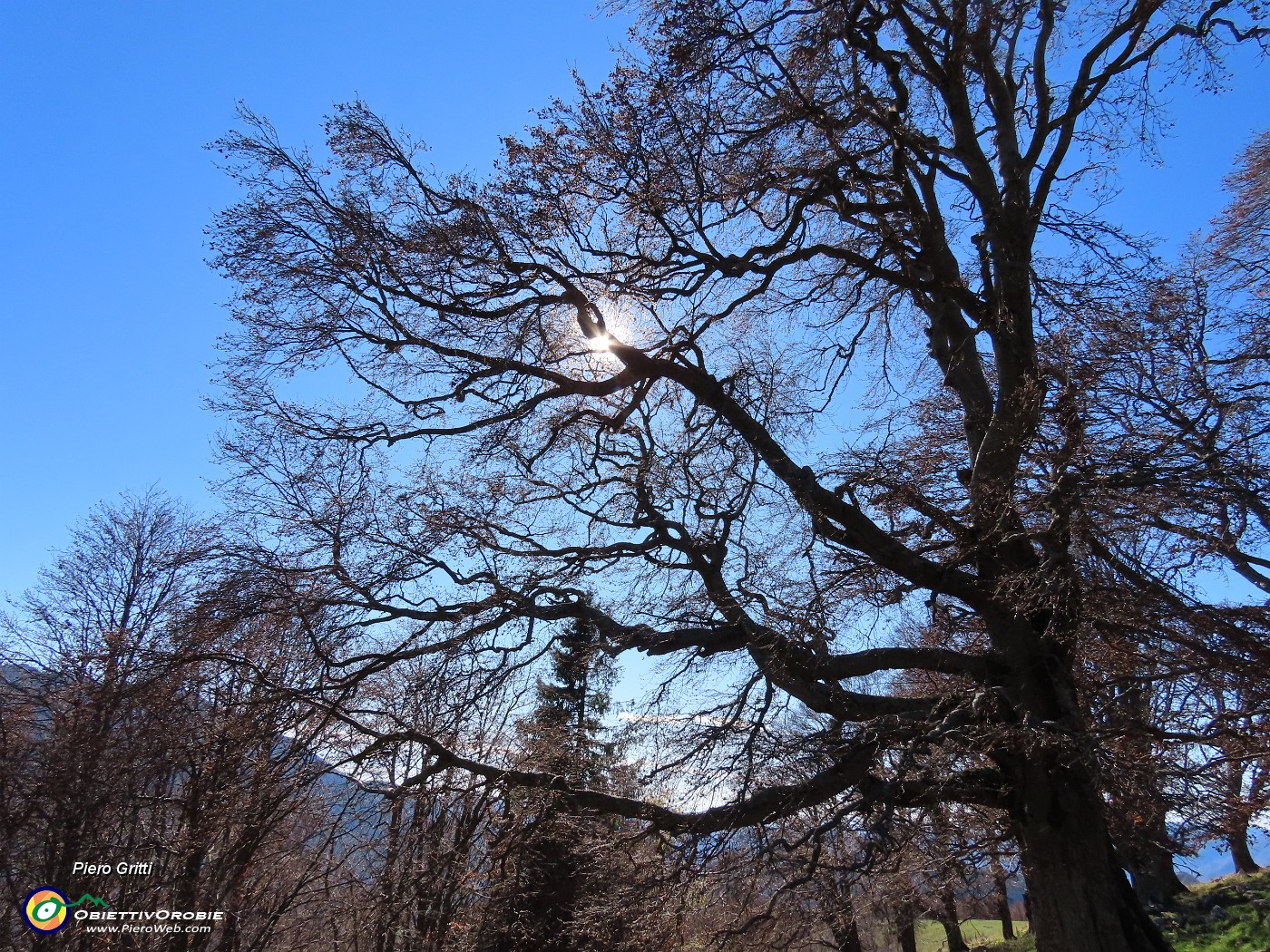 35 Faggi secolari del Menna.JPG